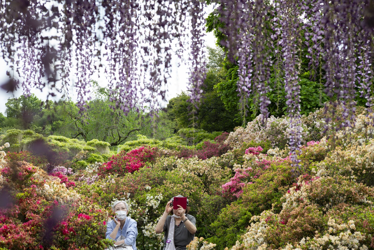Read more about the article Ashikaga Flower Park
